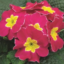 Примула Орион Роуз Фрост [100 шт] - ООО «Семена Тут»