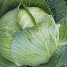 Капуста белокочанная Парел F1 - ООО «Семена Тут»