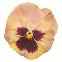 Виола крупноцветковая Экстрада Пич Шейдес виз Блотч  [100 шт] - ООО «Семена Тут»