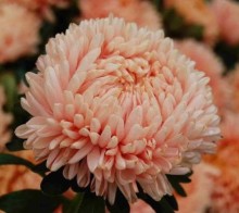 Астра Леди Корал Салмон [3 гр] - ООО «Семена Тут»