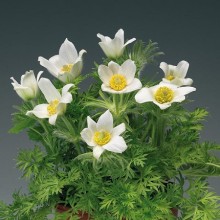 Прострел обыкновенный Пинвил Вайт [100 шт] - ООО «Семена Тут»