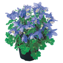 Аквилегия Камео Блю энд Вайт [100 шт] - ООО «Семена Тут»