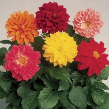 Георгина Гарден Прайд [1000 шт] - ООО «Семена Тут»