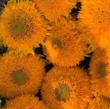 Подсолнечник декоративный Дабл Делайт Зеленый Диск - ООО «Семена Тут»