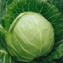 Капуста белокочанная Пандион F1 - ООО «Семена Тут»