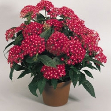 Пентас Нью Лук Ред [1000 драже] - ООО «Семена Тут»