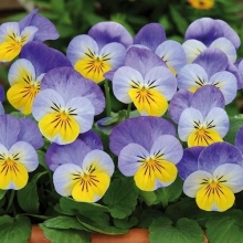 Виола рогатая Сорбет ИксПи Еллоу Фрост [100 шт] - ООО «Семена Тут»