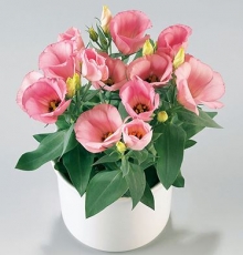 Эустома Кармен Роуз [1050 драже] - ООО «Семена Тут»