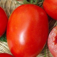 Томат Ударник F1 (инкруст. семена) - ООО «Семена Тут»