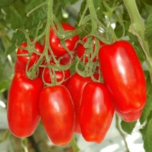 Томат Имитатор F1 - ООО «Семена Тут»