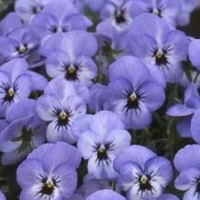 Виола рогатая Флорал Пауэр F1 Скай Блю Блотч [1000 шт] - ООО «Семена Тут»
