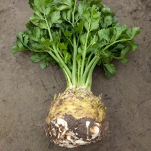 Сельдерей Президент корневой - ООО «Семена Тут»