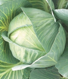 Капуста белокочанная Бомонд Агро F1 - ООО «Семена Тут»