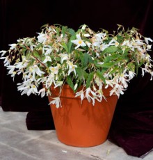 Бегония боливийская Копакабана Белая [50 драже] - ООО «Семена Тут»