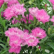 Гвоздика Элеганс Пинк [500 шт] - ООО «Семена Тут»