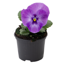 img-1: Виола крупноцветковая Инспайер Плюс Марина Лавендер [1000 шт] - ООО «Семена Тут»