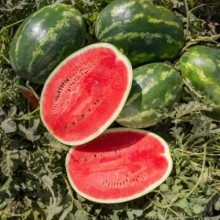 Арбуз Юкон F1 - ООО «Семена Тут»