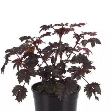 img-1: Гибискус Махагон Сплендор [100 шт] - ООО «Семена Тут»