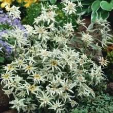 Эдельвейс Эверест [1000 шт] - ООО «Семена Тут»