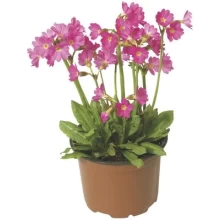 Примула розовая Рози [1000 шт] - ООО «Семена Тут»