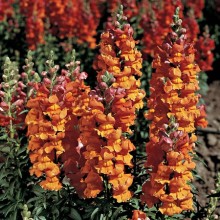 Львиный зев Либерти Классик Бронз [1000 шт] - ООО «Семена Тут»