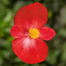 Бегония вечноцветущая Топспин Скарлет [1000 драже] - ООО «Семена Тут»