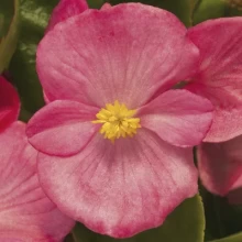 Бегония вечноцветущая Топспин Роуз [1000 драже] - ООО «Семена Тут»