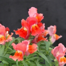 img-1: Львиный зев Флорал Шауэрс Дип Бронз [1000 шт] - ООО «Семена Тут»