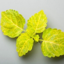 img-1: Колеус Файрвей Еллоу [1000 шт] - ООО «Семена Тут»