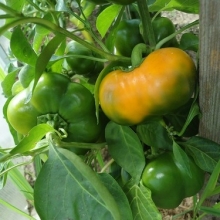 img-1: Перец Оранжевый юбилейный - ООО «Семена Тут»