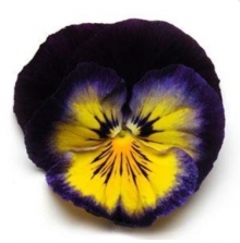 Виола крупноцветковая Матрикс Миднайт Глоу [1000 шт] - ООО «Семена Тут»