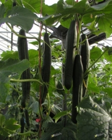 Огурец Карина F1 - ООО «Семена Тут»