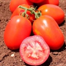 Томат Галилея F1 - ООО «Семена Тут»