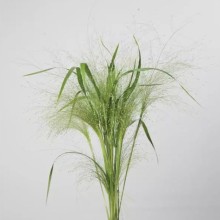 Просо Фростед Эксплоужн [100 м/драже] - ООО «Семена Тут»