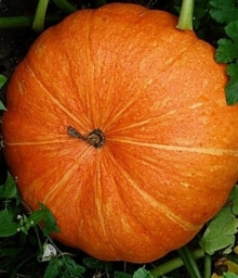 img-1: Тыква крупноплодная Улыбка - ООО «Семена Тут»