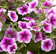 img-1: Петуния ампельная Опера Парпл Вейн [1000 драже] - ООО «Семена Тут»