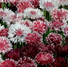 Василек Сестрица Аленушка - ООО «Семена Тут»