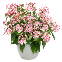 Пентас Граффити 20/20 Эппелблоссом [1000 драже] - ООО «Семена Тут»