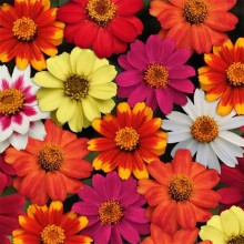 Цинния Захара Микс [1000 шт] - ООО «Семена Тут»