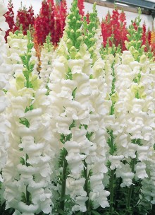 img-1: Львиный зев Опус 3/4 Вайт [1000 шт] - ООО «Семена Тут»