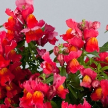 Львиный зев Флорал Шауэрс Скарлет  [100 шт] - ООО «Семена Тут»