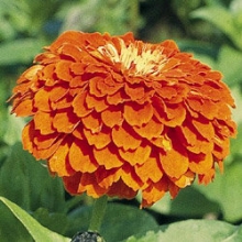 Цинния Гиганты Бенари Оранж [1000 шт] - ООО «Семена Тут»