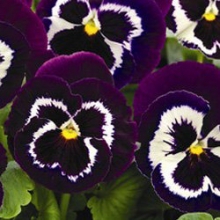 Виола крупноцветковая Маммот Вива ла виолет [1000 шт] - ООО «Семена Тут»
