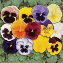 img-1: Виола крупноцветковая Матрикс Микс [1000 шт] - ООО «Семена Тут»