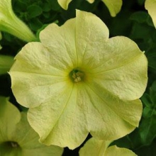 Петуния грандифлора Софистика Лайм Грин [1000 драже] - ООО «Семена Тут»