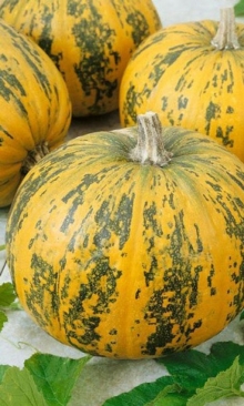img-1: Тыква мускатная Мускатная - ООО «Семена Тут»