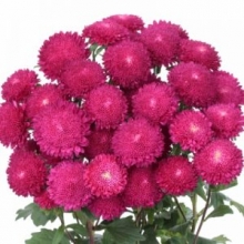 Астра Бонита  Пинк [2500 шт] - ООО «Семена Тут»