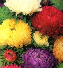 Астра пионовидная Дюшес микс - ООО «Семена Тут»