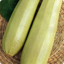 Кабачок Каризма F1 - ООО «Семена Тут»