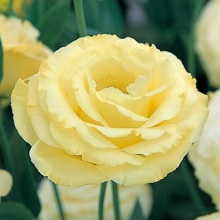 Эустома Арена 3 Голд [500 драже] - ООО «Семена Тут»